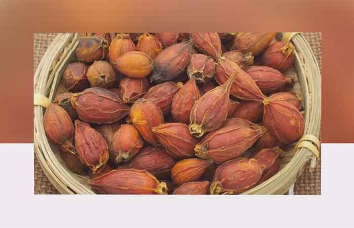 Sống khỏe 360 -  Dành dành, hoa thơm thuốc quý (19-07-2020)